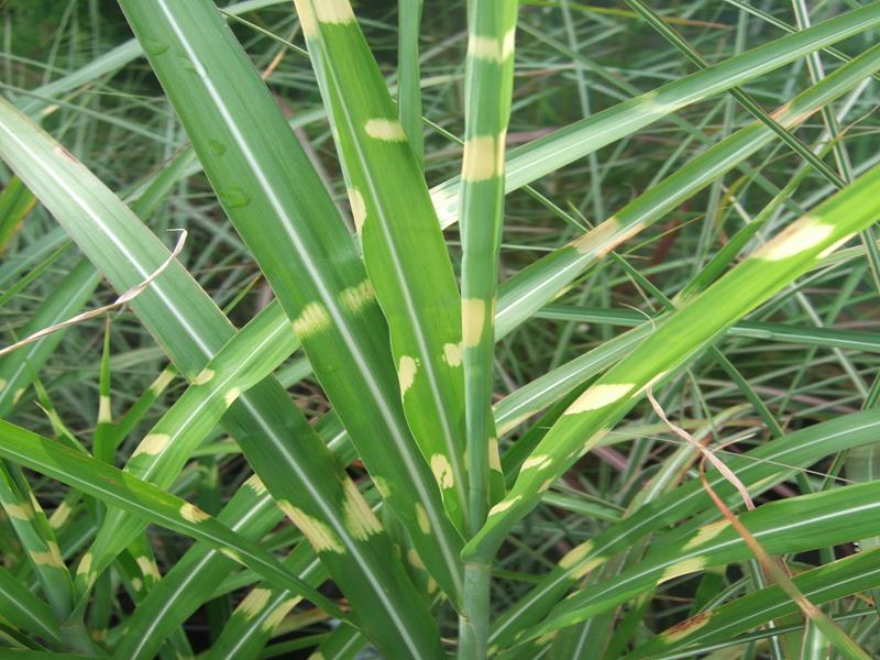 Miscanthus sinensis 'Gold Bar'-0