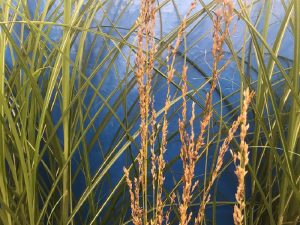 Molinia 'Edith Dudszus'-0