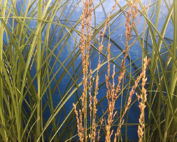 Molinia 'Edith Dudszus'-0