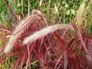 Pennisetum setaceum 'Fireworks'-0