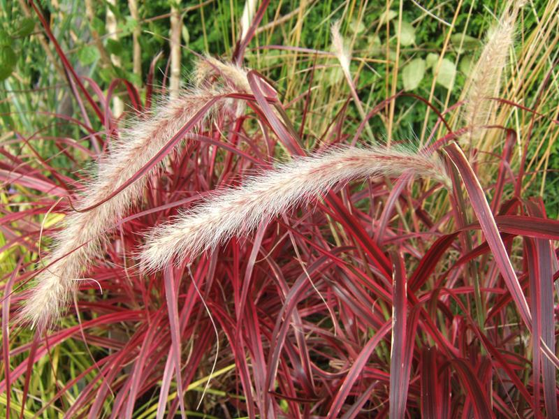 Pennisetum setaceum 'Fireworks'-0