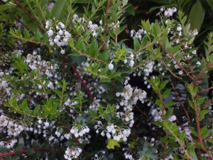 Pernettya mucronata (Gaultheria) MALE FORM-0