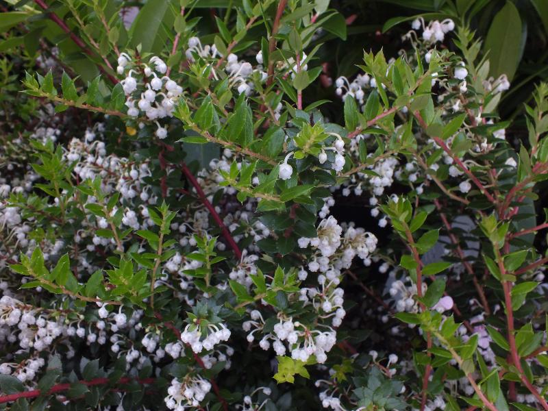 Pernettya mucronata (Gaultheria) MALE FORM-0