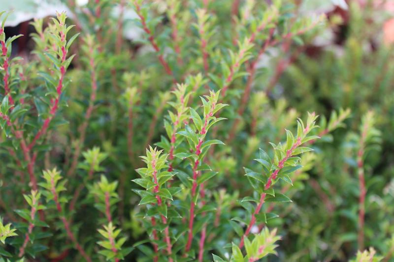 Pernettya mucronata (Gaultheria) MALE FORM-7481