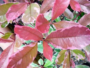 Photinia davidiana 'Palette'-0
