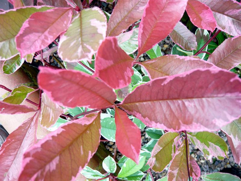 Photinia davidiana 'Palette'-0