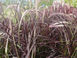 Pennisetum setaceum 'Rubrum'-0