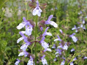 Salvia uliginosa 'African Skies'-0