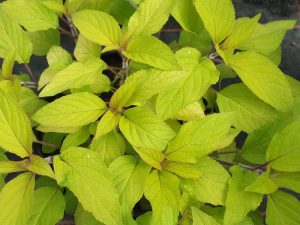 Salvia elegans 'Golden Delicious'-0