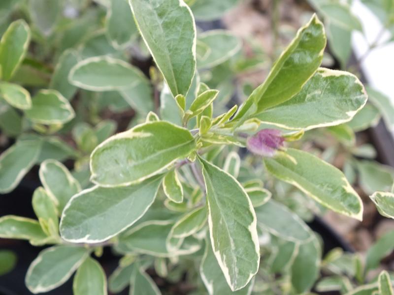 Salvia greggii 'Sparkler'-5156