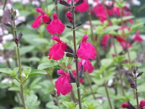 Salvia microphylla Lutea Cerise Form-0