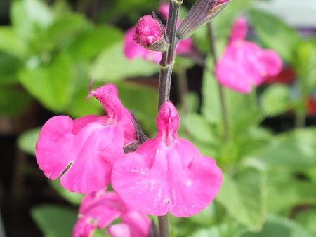 Salvia 'Neon'-26574