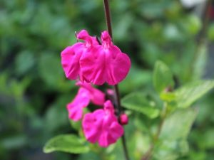 Salvia 'Neon'-0