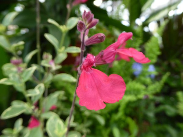 Salvia greggii 'Sparkler'-0