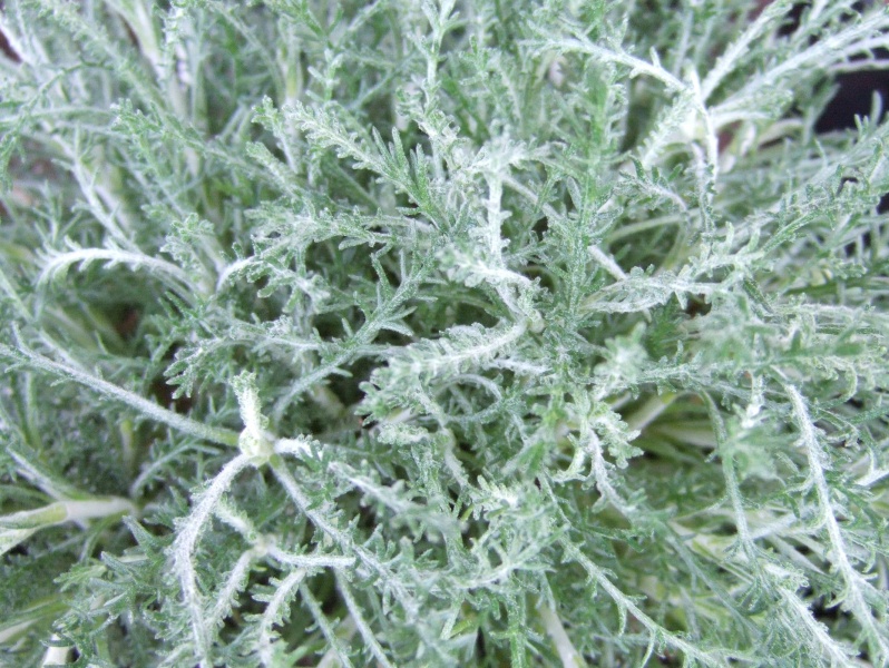 Santolina chamaecyparis 'Pretty Carol'-5655