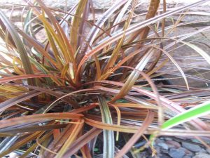 Uncinia unciniata 'Rubra'-0