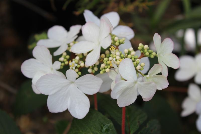 Viburnum plicatum 'Pink Beauty'-7519