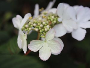Viburnum plicatum 'Pink Beauty'-0