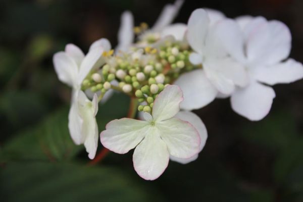 Viburnum plicatum 'Pink Beauty'-0