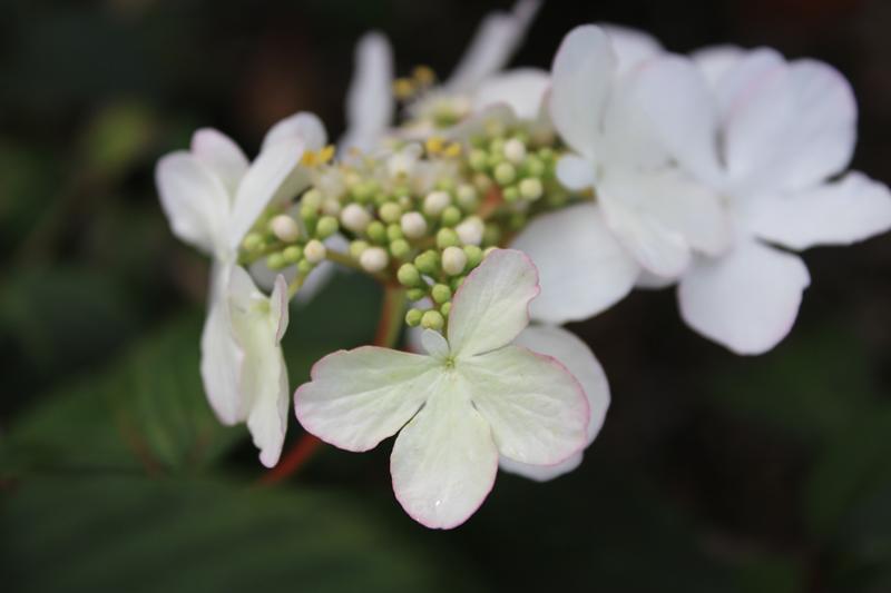 Viburnum plicatum 'Pink Beauty'-0