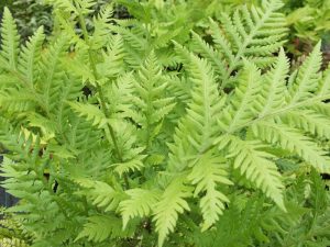 Woodwardia fimbriata (Giant Chain Fern)-0