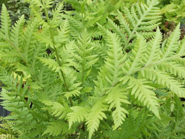 Woodwardia fimbriata (Giant Chain Fern)-0