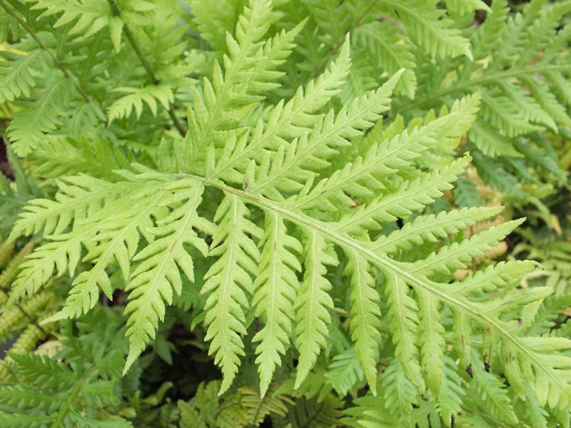 Woodwardia fimbriata (Giant Chain Fern)-4999
