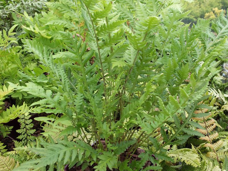 Woodwardia fimbriata (Giant Chain Fern)-5000