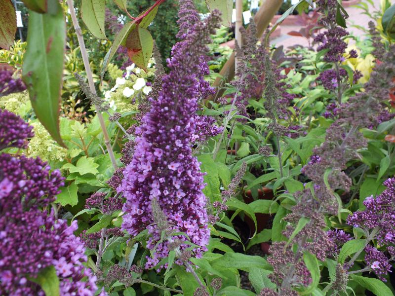 Buddleja davidii 'Peacock'-5419