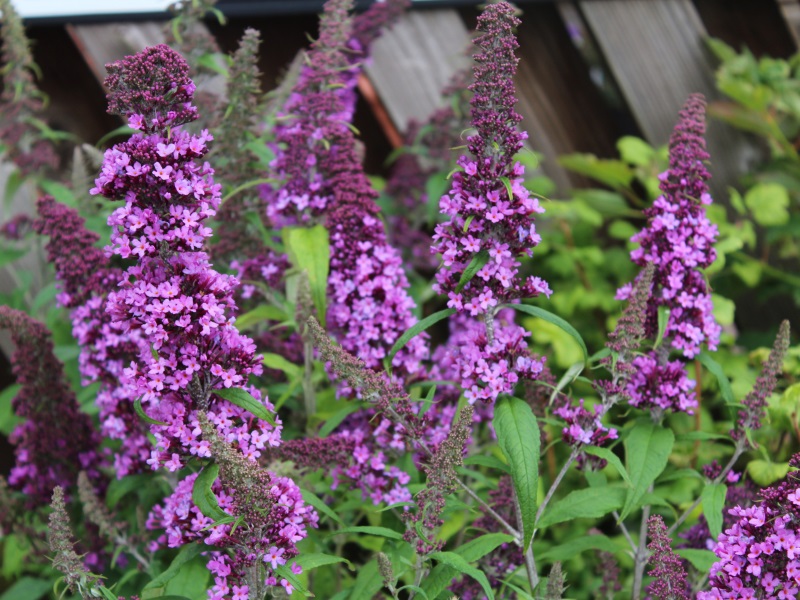 Buddleja davidii 'Peacock'-11889