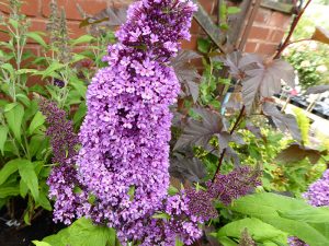 Buddleja davidii 'Peacock'-0