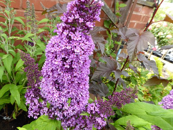 Buddleja davidii 'Peacock'-0