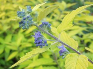 Caryopteris x clandonensis 'Gold Giant'-0