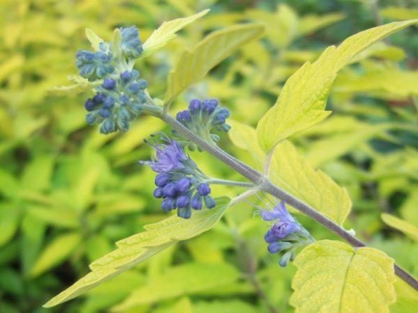 Caryopteris x clandonensis 'Gold Giant'-0