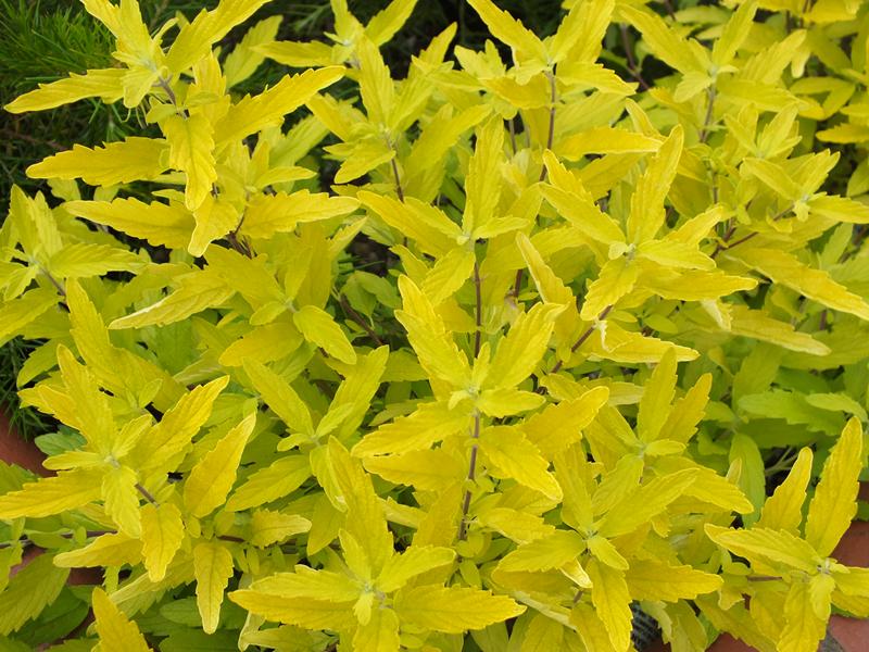 Caryopteris x clandonensis 'Gold Giant'-5615