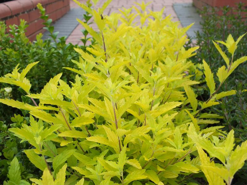 Caryopteris x clandonensis 'Gold Giant'-5421