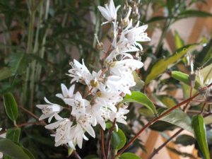 Deutzia pulchra-0