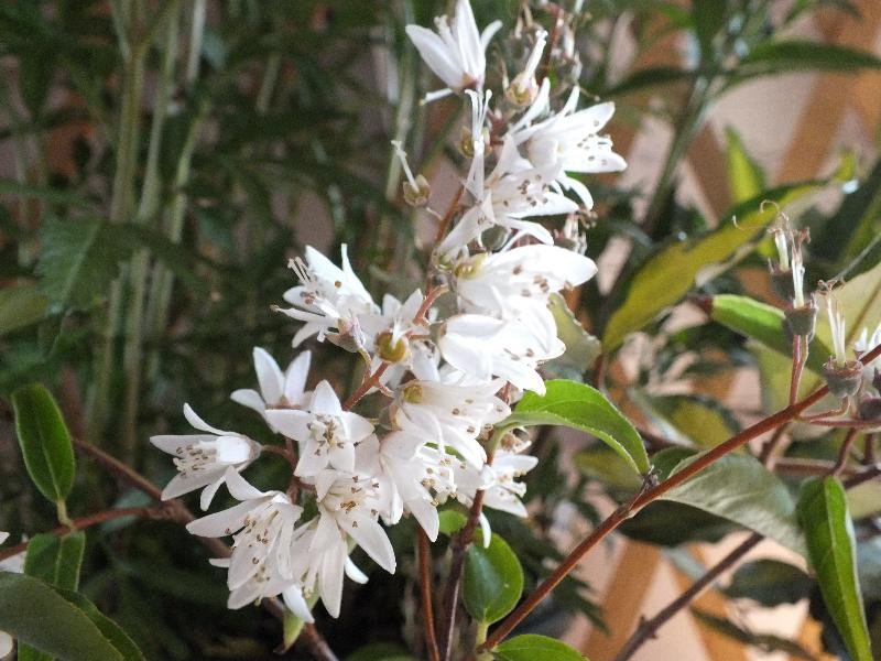 Deutzia pulchra-0