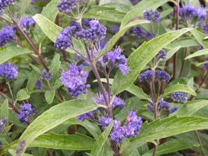 Caryopteris x clandonensis 'Dark Knight'-0