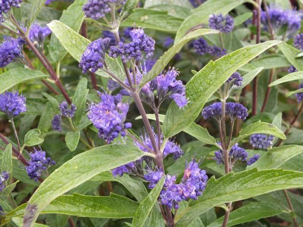 Caryopteris x clandonensis 'Dark Knight'-0