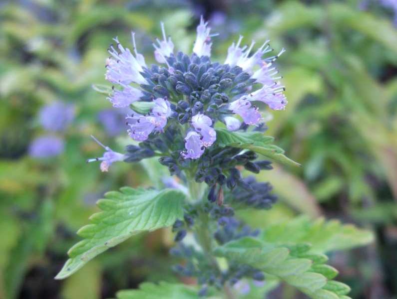 Caryopteris x clandonensis 'Hint of Gold'-5623