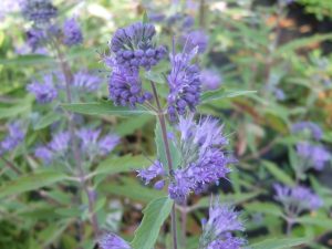 Caryopteris x clandonensis 'Kew Blue'-0