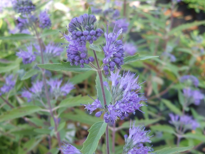 Caryopteris x clandonensis 'Kew Blue'-0