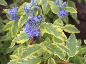 Caryopteris x clandonensis 'Summer Sorbet'-0
