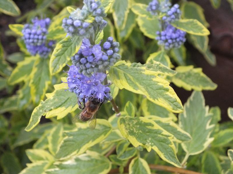 Caryopteris x clandonensis 'Summer Sorbet'-0