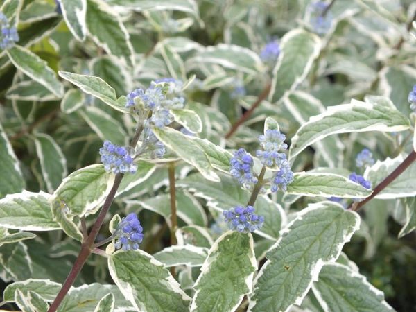 Caryopteris x clandonensis 'White Surprise'-0
