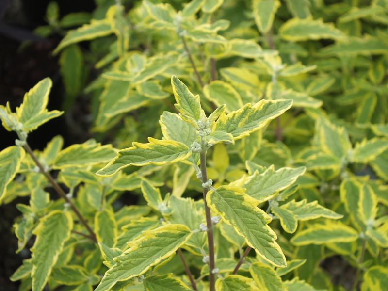 Caryopteris x clandonensis 'Summer Sorbet'-5616