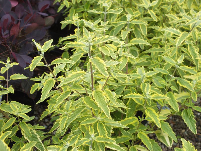 Caryopteris x clandonensis 'Summer Sorbet'-5618