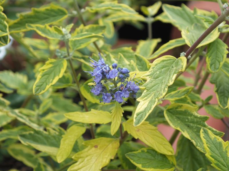 Caryopteris x clandonensis 'Summer Sorbet'-5617