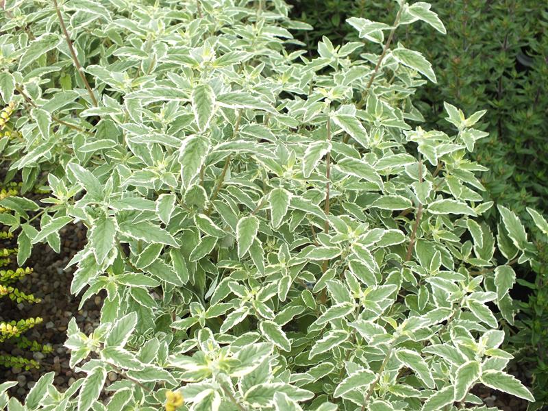 Caryopteris x clandonensis 'White Surprise'-5611